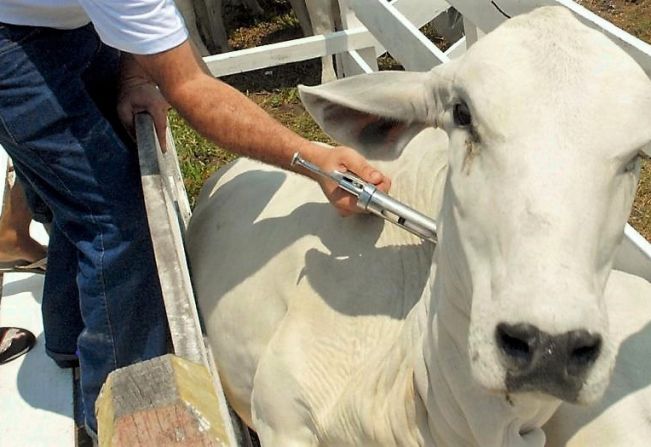 Prefeitura de Agudos alerta sobre raiva animal